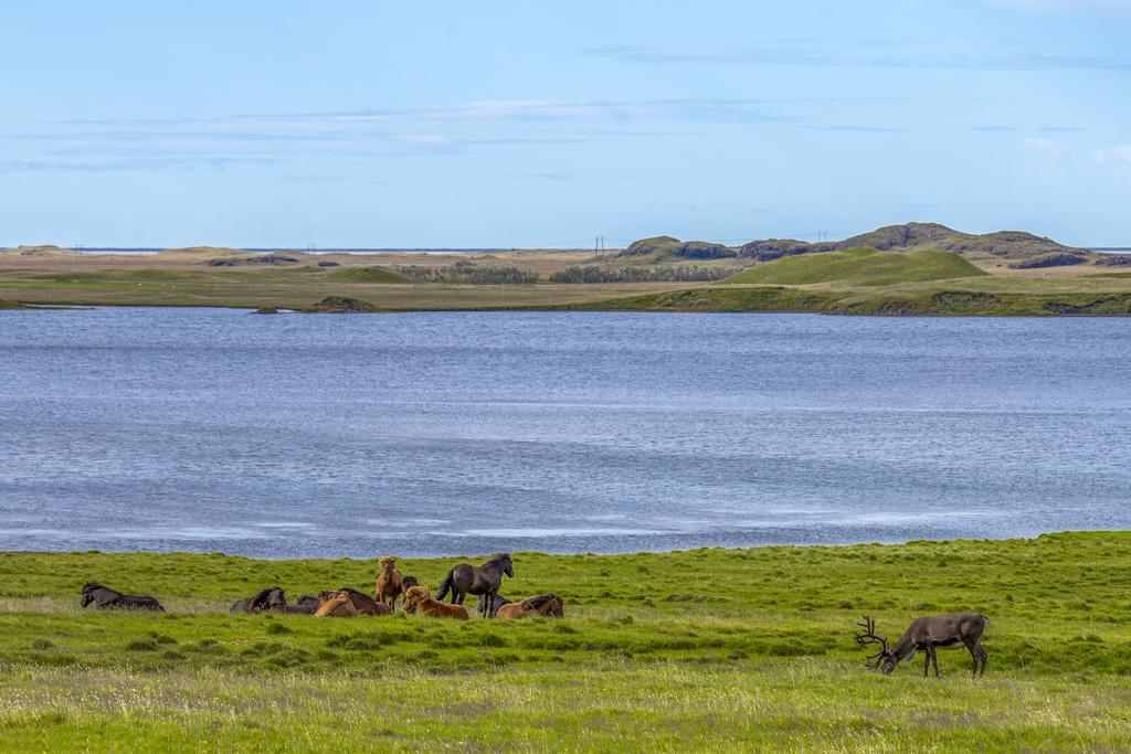 Guesthouse Hvammur Höfn Eksteriør bilde